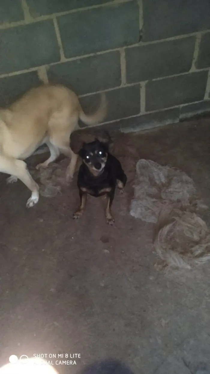 Cachorro ra a Pinscher idade 6 ou mais anos nome Nina