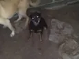 Nina