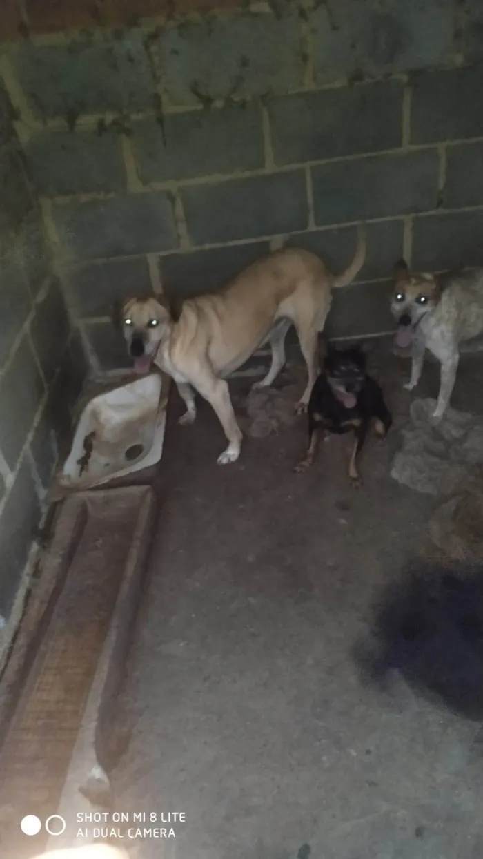 Cachorro ra a SRD-ViraLata idade 6 ou mais anos nome Jade 