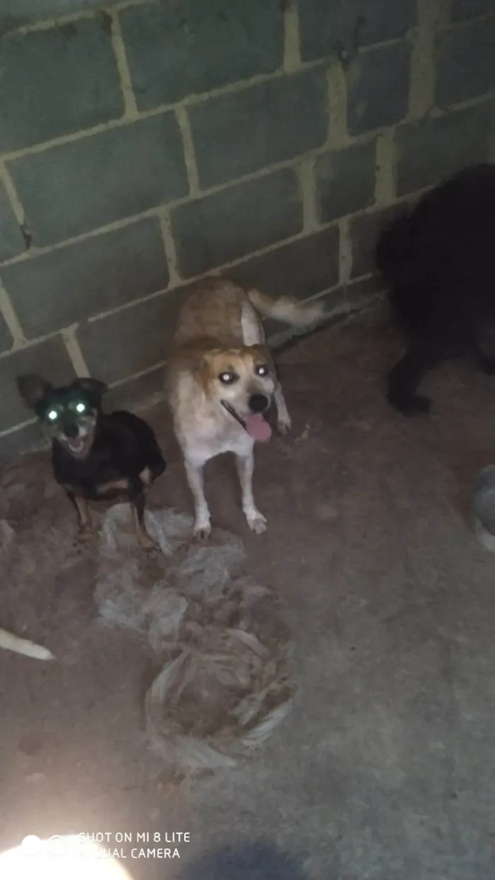 Cachorro ra a SRD-ViraLata idade 6 ou mais anos nome Jade 