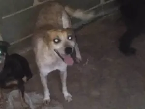 Cachorro raça SRD-ViraLata idade 6 ou mais anos nome Jade 