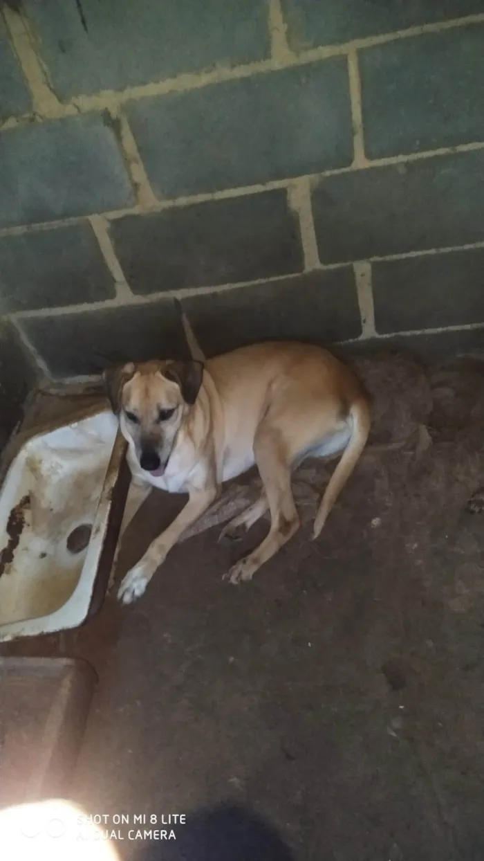 Cachorro ra a SRD-ViraLata idade 6 ou mais anos nome Bela