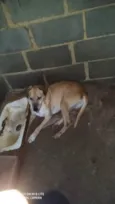 Bela