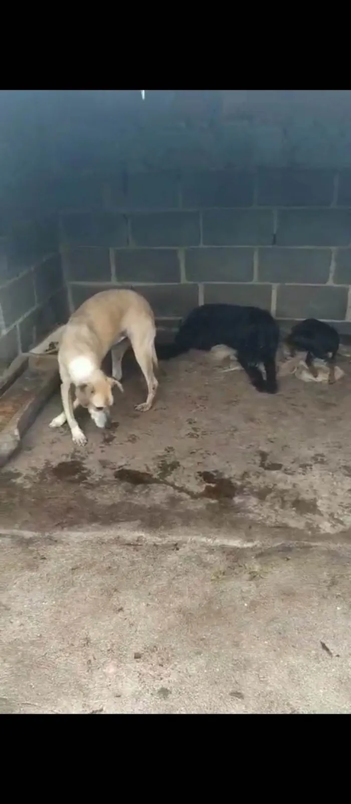 Cachorro ra a SRD-ViraLata idade 6 ou mais anos nome Bela