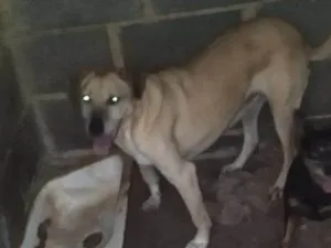 Cachorro raça SRD-ViraLata idade 6 ou mais anos nome Bela