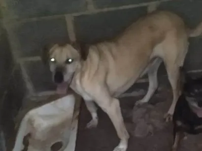 Cachorro raça SRD-ViraLata idade 6 ou mais anos nome Bela