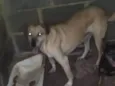 Bela