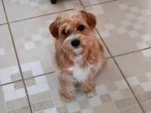 Cachorro raça SRD-ViraLata idade 2 a 6 meses nome Billy