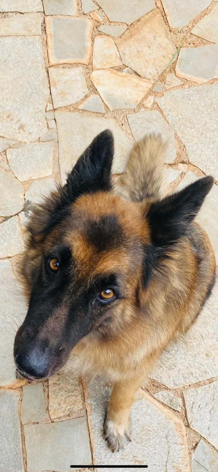 Cachorro ra a Pastor Alemão idade 6 ou mais anos nome Pandora 