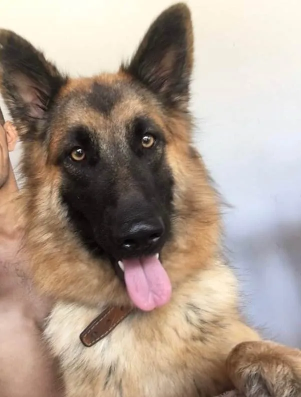 Cachorro ra a Pastor Alemão idade 6 ou mais anos nome Pandora 