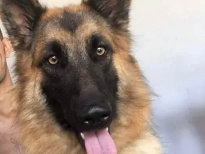 Cachorro raça Pastor Alemão idade 6 ou mais anos nome Pandora 