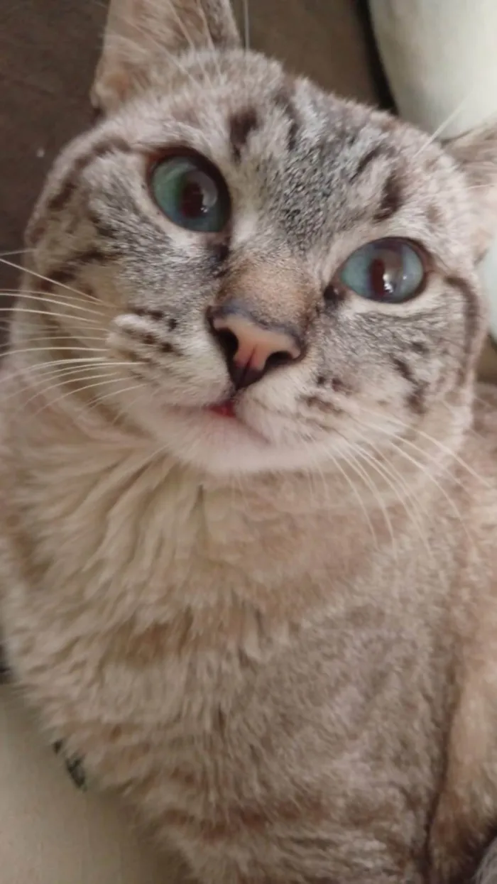 Gato ra a SRD-ViraLata idade 2 anos nome Tofu