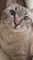 Tofu