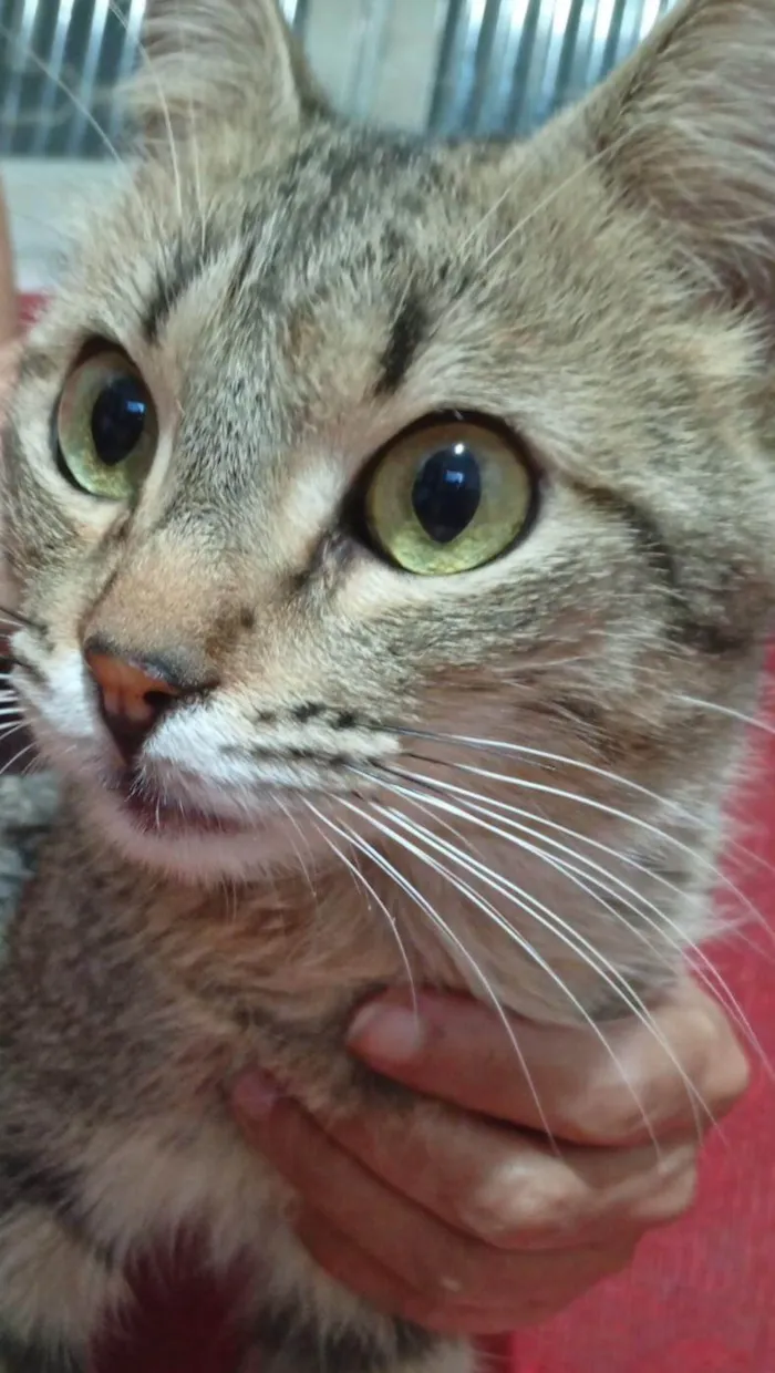 Gato ra a SRD-ViraLata idade 1 ano nome Marshall