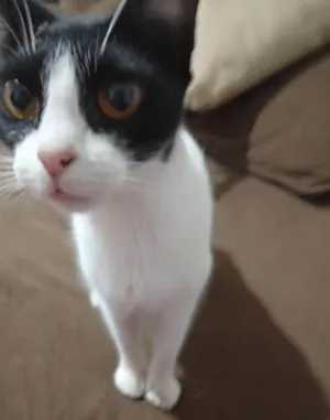 Gato raça SRD-ViraLata idade 1 ano nome Marceline