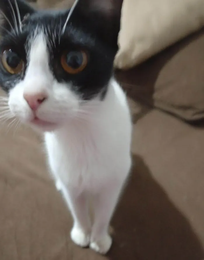 Gato ra a SRD-ViraLata idade 1 ano nome Marceline
