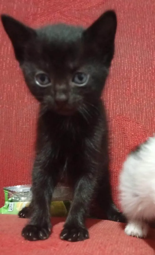 Gato ra a SRD-ViraLata idade 2 a 6 meses nome Meia Noite
