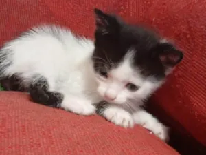 Gato raça SRD-ViraLata idade 2 a 6 meses nome Meio Dia