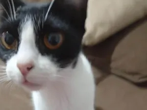Gato raça SRD-ViraLata idade 1 ano nome Marceline