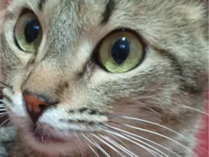 Gato raça SRD-ViraLata idade 1 ano nome Marshall