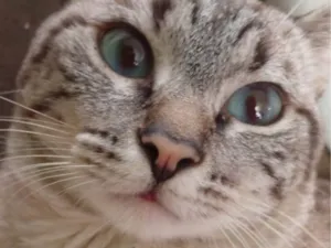 Gato raça SRD-ViraLata idade 2 anos nome Tofu