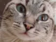 Tofu
