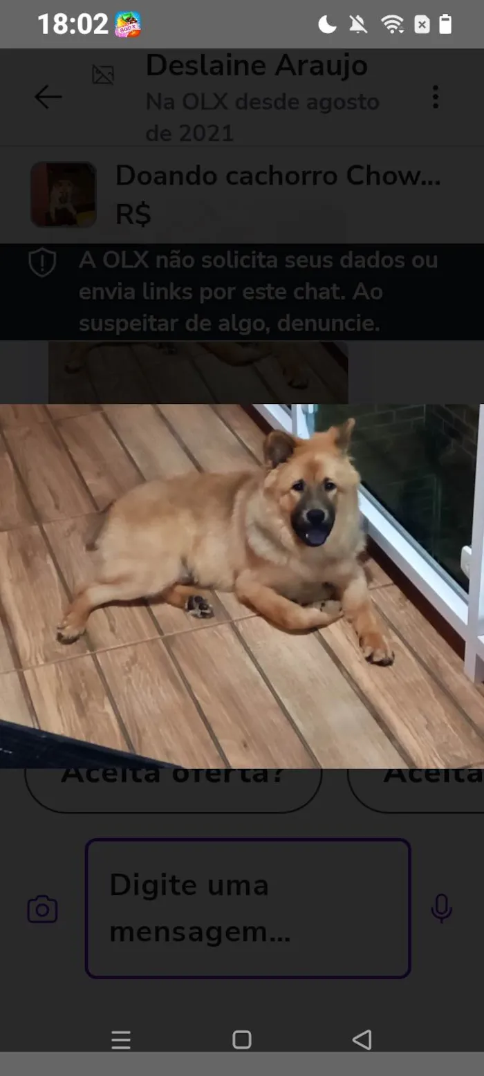 Cachorro ra a Chow Chow idade 2 a 6 meses nome Bethoven