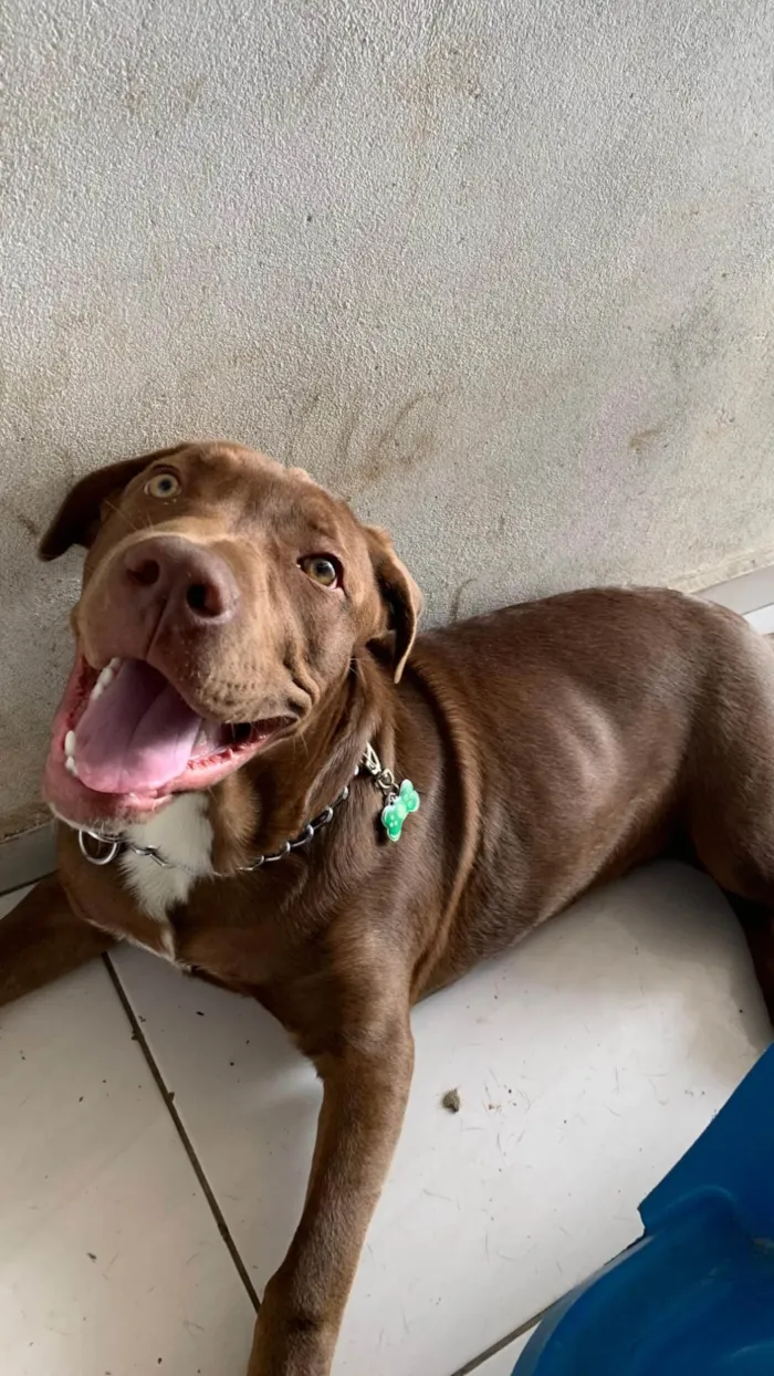 Cachorro ra a Pit-Bull idade 2 a 6 meses nome Duke