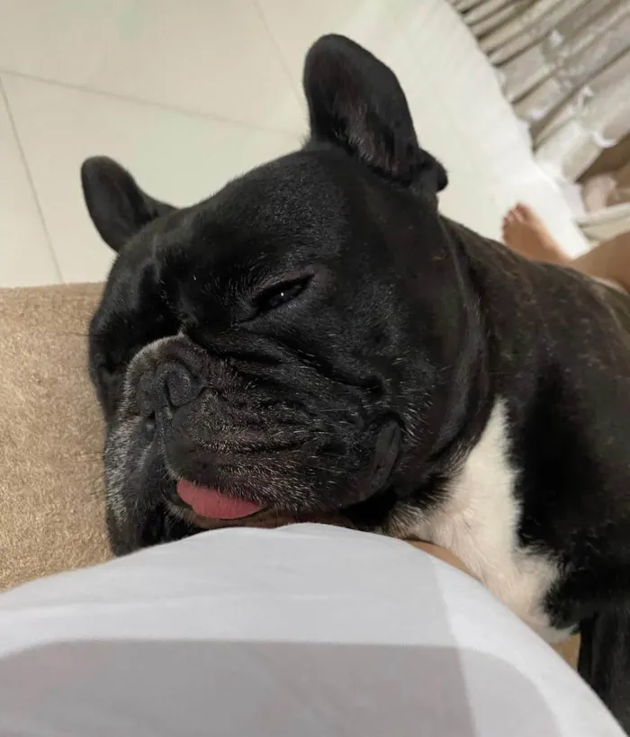 Cachorro raça Bulldog idade 4 anos nome Batman 