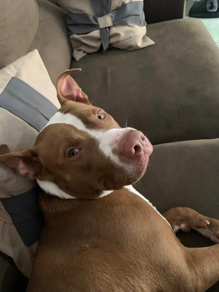 Cachorro ra a Pit-Bull idade 1 ano nome Zico