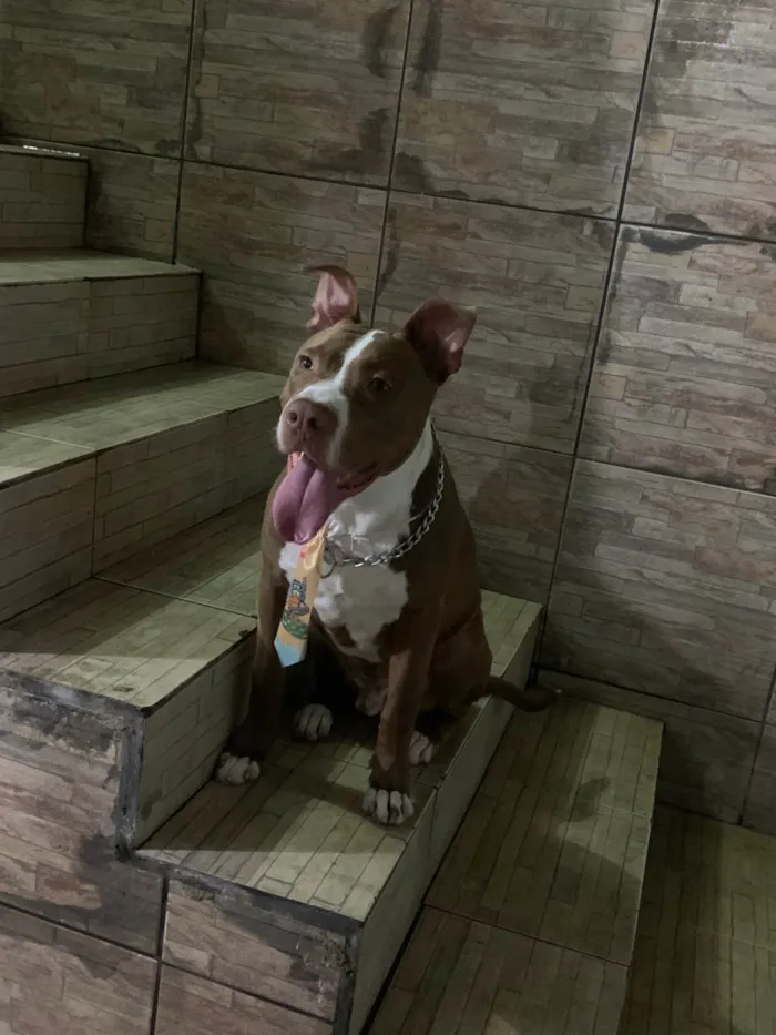 Cachorro ra a Pit-Bull idade 1 ano nome Zico