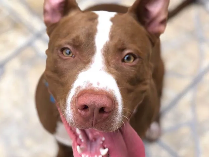 Cachorro ra a Pit-Bull idade 1 ano nome Zico