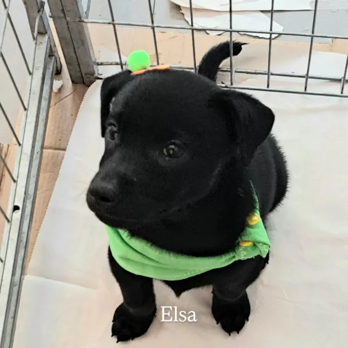 Cachorro ra a SRD-ViraLata idade 2 a 6 meses nome Elsa