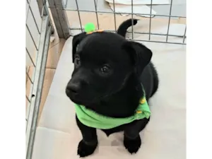 Cachorro raça SRD-ViraLata idade 2 a 6 meses nome Elsa