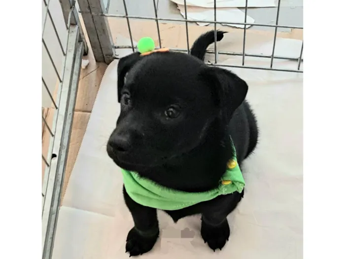 Cachorro ra a SRD-ViraLata idade 2 a 6 meses nome Elsa