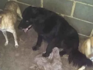Cachorro raça SRD-ViraLata idade 6 ou mais anos nome Mel