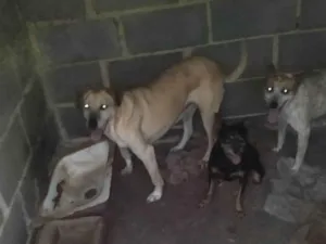 Cachorro raça Pinscher idade 6 ou mais anos nome Nina