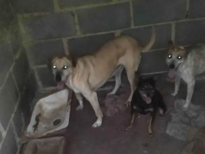 Cachorro ra a Pinscher idade 6 ou mais anos nome Nina