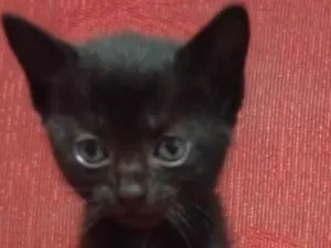 Gato raça SRD-ViraLata idade 2 a 6 meses nome Meia Noite