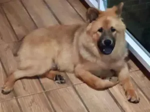 Cachorro raça Chow Chow idade 2 a 6 meses nome Bethoven