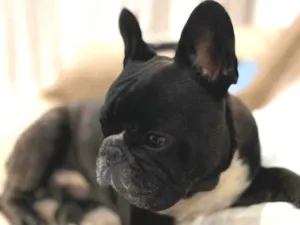 Cachorro raça Bulldog idade 4 anos nome Batman 