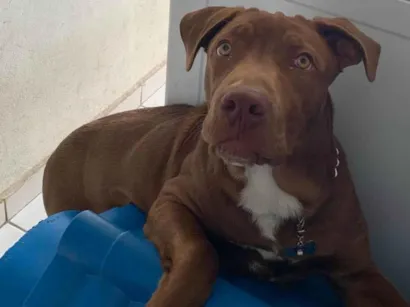 Cachorro raça Pit-Bull idade 2 a 6 meses nome Duke