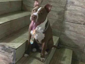 Cachorro raça Pit-Bull idade 1 ano nome Zico