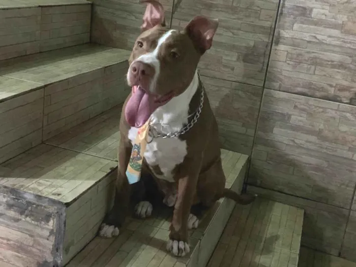 Cachorro ra a Pit-Bull idade 1 ano nome Zico