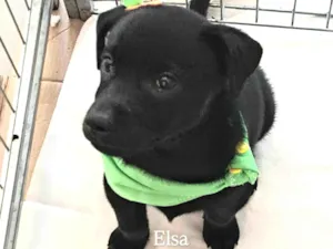 Cachorro raça SRD-ViraLata idade 2 a 6 meses nome Elsa