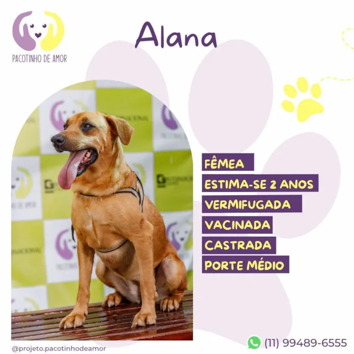 Cachorro ra a SRD-ViraLata idade 2 anos nome Alana 