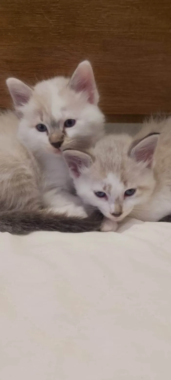 Gato ra a SRD-ViraLata idade Abaixo de 2 meses nome Adriana 
