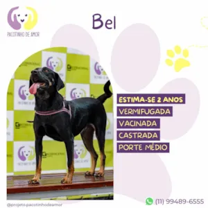 Cachorro raça SRD-ViraLata idade 2 anos nome Bel