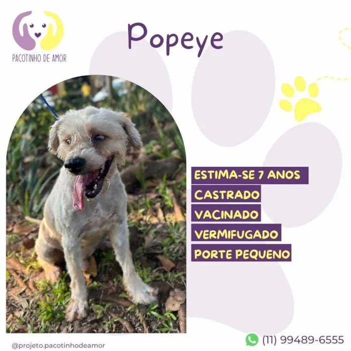 Cachorro ra a Poodle idade 6 ou mais anos nome Popeye