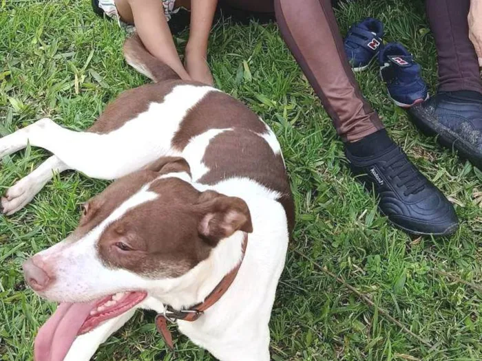 Cachorro ra a SRD-ViraLata idade 2 anos nome Pandora